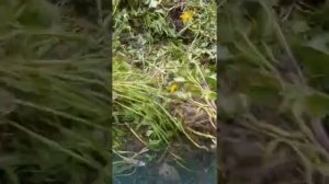 Посадка картофеля на целине в дерн.  Эксперимент. Часть 1.