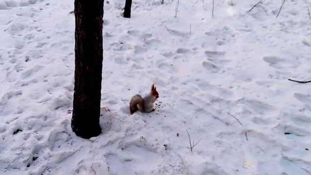 Белка в берёзовой роще в конце осени ест кедровые орехи смотреть онлайн
