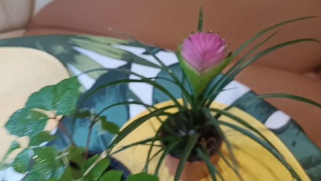 Комнатные растения. У меня новинки. ✨Покупки и подарки.? смотреть онлайн