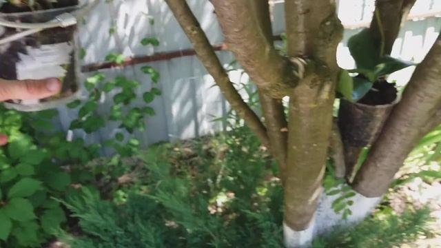 Орхидеи на дереве в России смотреть онлайн