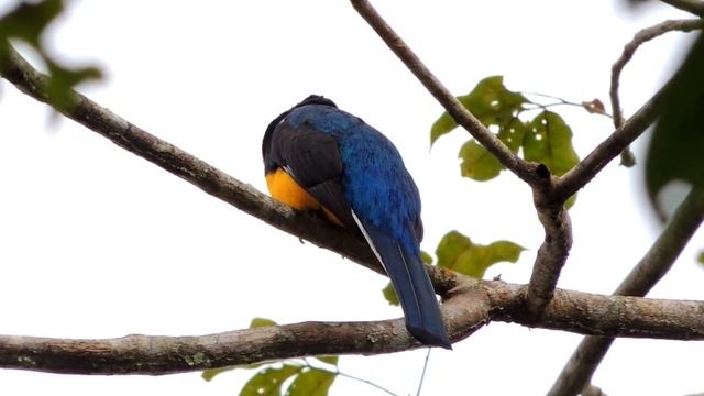Green-backed Trogon - Trogon viridis - Amazonian White-tailed Trogon смотреть онлайн