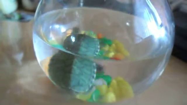 Отдам задаром черепашку Томск смотреть онлайн