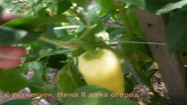 Урожайный Перец. Выращивание в Теплице. Сорта перца для Сибири. Видео №2 смотреть онлайн