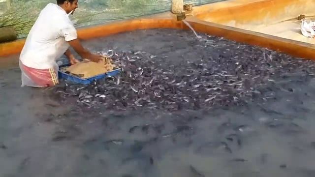 Накорми миллион РЫБ!! Фермы в ИНДИИ. Неси мешки! смотреть онлайн