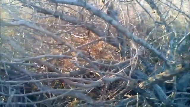 Потянет или не потянет Мототрактор Дерево ? Заготовка дров смотреть онлайн