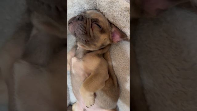 Милый сон Феди бульдожки. смотреть онлайн