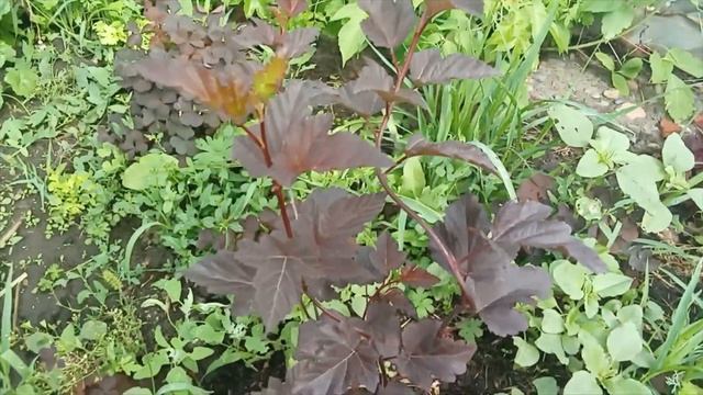 Гортензии,дёрен и пузыреплодник из опт-хоз.Месяц после посадки.30.07.2022 смотреть онлайн