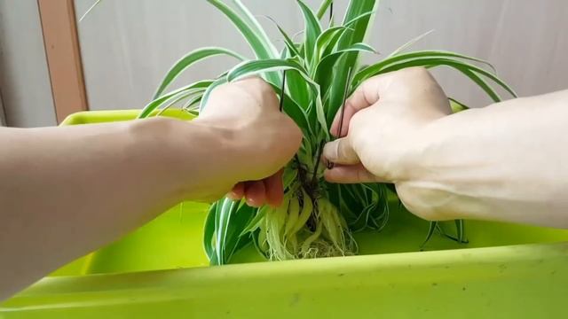 Growing plants without Soil #How to do a water change @happybalconygarden5800 смотреть онлайн