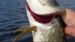 ZipBaits Khamsin 70 sp - Монстры озёрных глубин