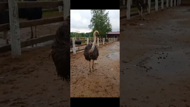 Страусы на прогулке смотреть онлайн
