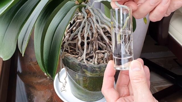 Обрезаем воздушные корни для стимуляции цветения и роста орхидеи.
