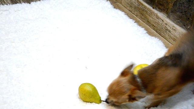 My cute Chihuahua puppy for sale 2015, 7 months old смотреть онлайн