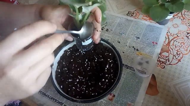 А ВЫ ТАК ДЕЛАЛИ ? !ВО ЧТО ПОСАДИЛА И ЧЕМ ПОЛИЛА ! САМЫЙ ЛУЧШИЙ МЕТОД ЗАСТАВИТЬ РАСТИ ФИАЛКУ