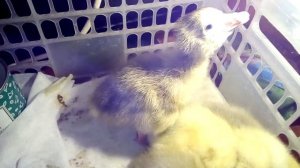 Вывод гусят с опозданием. Вывелись только на 36 сутки