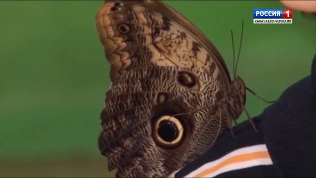 "Край каравай. Дети и осенний лес. Часть 2" смотреть онлайн