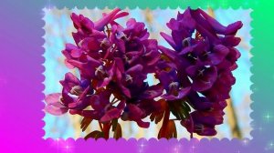 Футаж. Цветочный фон 119