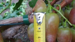 Виноград Бонапарт ?? 14.09.22р.