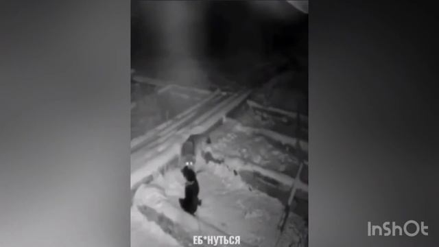 Волк напал на собаку смотреть онлайн
