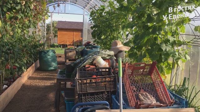 ДЕРЕВЕНСКАЯ ЖИЗНЬ СНУЛЯ. БАРДАК ЗАПУСТИЛА ВСЕ. УБОРКА ТОМАТОВ. ПОДГОТОВКА ТЕПЛИЦЫ К ЗИМЕ.