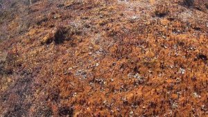 Весенняя охота на гуся. Республика Коми.