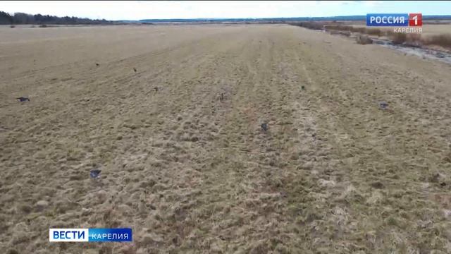 В Карелии открылся весенний сезон охоты на дичь смотреть онлайн