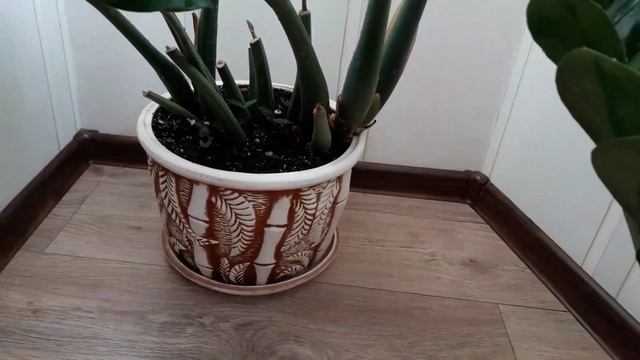 Замиокулькас"Долларовое Дерево"?Содержание? Уход смотреть онлайн
