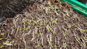 Упала рассада табака. Что делать? HEIP‼️‼️‼️