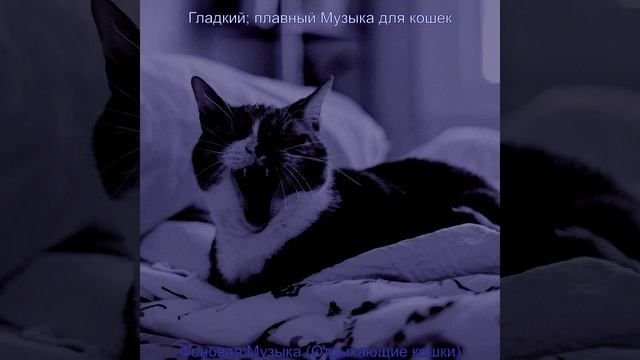 Музыка (Дрессировка кошки) смотреть онлайн