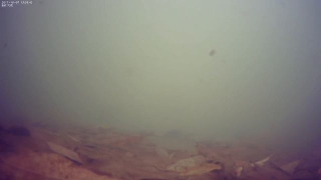 Подводные съемки на реке Казанка с подводной камерой FishFocusCams