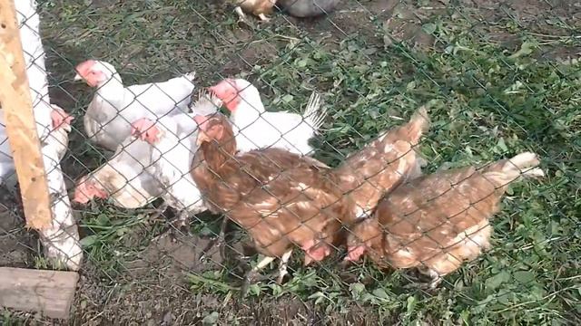 Курочки гуляют с петухом, туда сюда ходят) смотреть онлайн