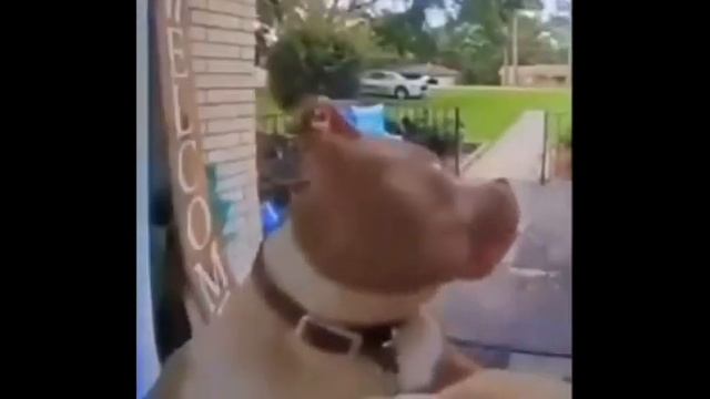 Собака звонит в домофон потом sus смотреть онлайн