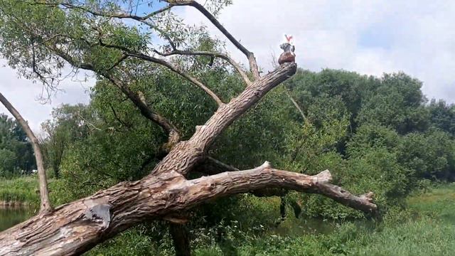Экотропа Чижовка. Полный видео обзор. смотреть онлайн