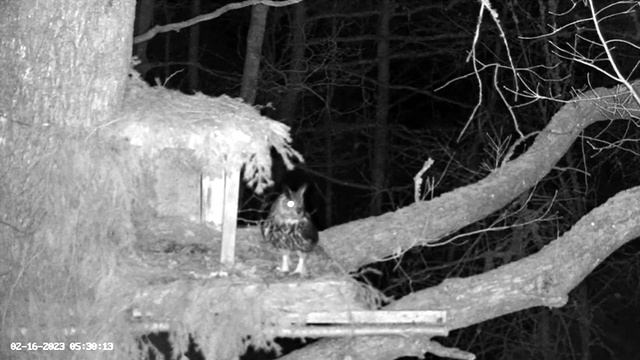 Eagle Owl-Morning Visit, Mating Off Cam ? 02/16/23 05:26 смотреть онлайн