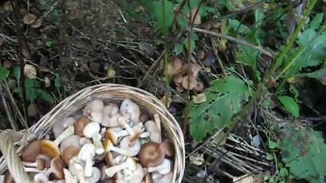 ОПЯТА ОКТЯБРЬ 2010 смотреть онлайн