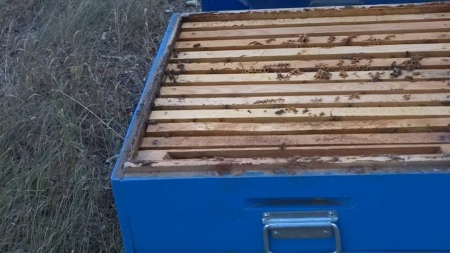 Покупка маток Карники? и подсадка методом Егошина? смотреть онлайн