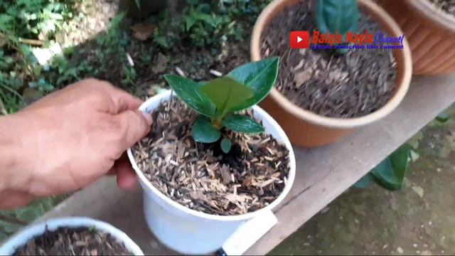 Bunga Hias Anthurium Paling Dicari Dan Harganya |jemani Variegata| Anthurium Varian Black & Silver|