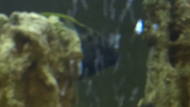 Леопард золотой смотреть онлайн