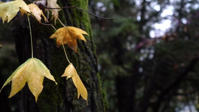 Звуки природы, пение птиц, Звуки Леса, для релаксации, сна, Медитации, Relax 2 часов смотреть онлайн