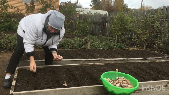 Садим зимний чеснок ? Огород готовим в зиму ! смотреть онлайн