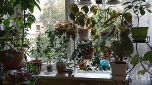 Моя философия комнатного цветоводства