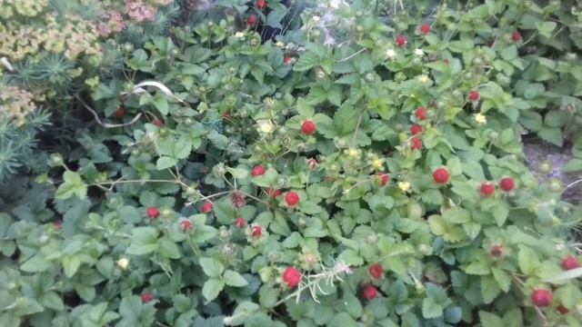 дюшенея индийская Гутор Галина смотреть онлайн