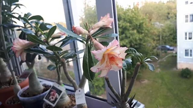 Цветение адениумов в сентябре смотреть онлайн