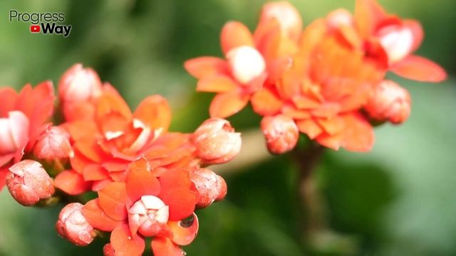 ЖЕЛТЕЮТ ЛИСТЬЯ НА ГЕРАНИ. САМОЕ ТОЛКОВОЕ ВИДЕО! смотреть онлайн