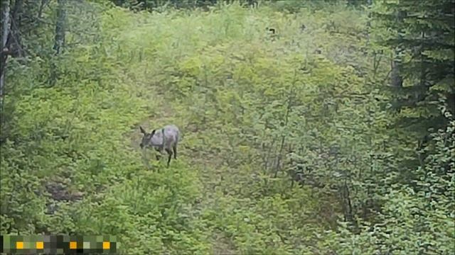 Солонец смотреть онлайн
