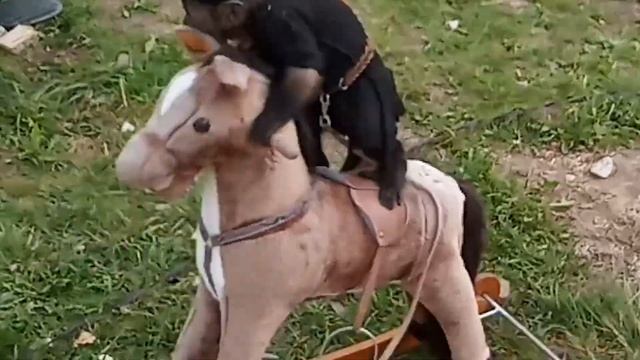 Обезьяна скачет на лошади смотреть онлайн