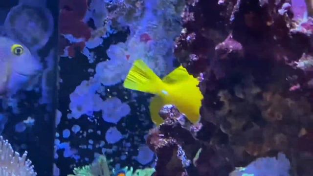 Yellow tang - Zebrasoma flavescens смотреть онлайн