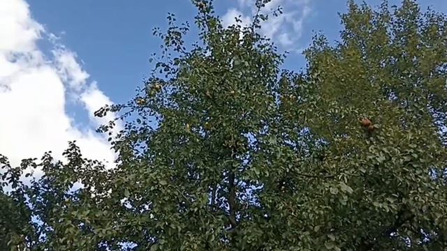 Обрезать груше высоту? смотреть онлайн
