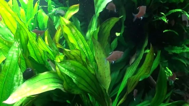 Экскурсия в Океанариум морские и пресноводные обитатели смотреть онлайн