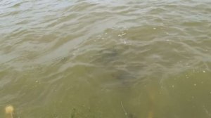 Как и на что поймать ведро креветки! Рыбалка в море самодельной ловушкой на креветок.