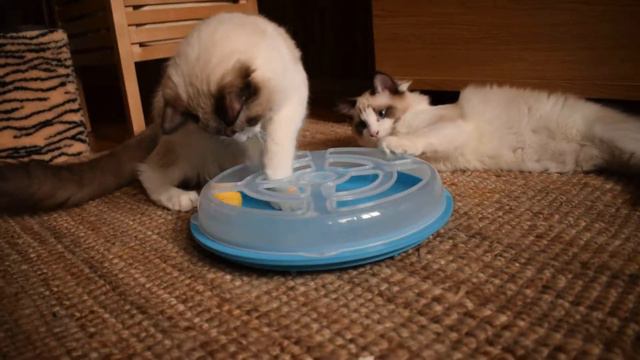 Котята рэгдолл